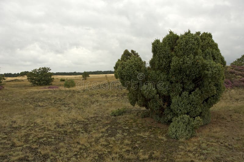Jeneverbes, Gemeenschappelijke Jeneverbes, communis Juniperus
