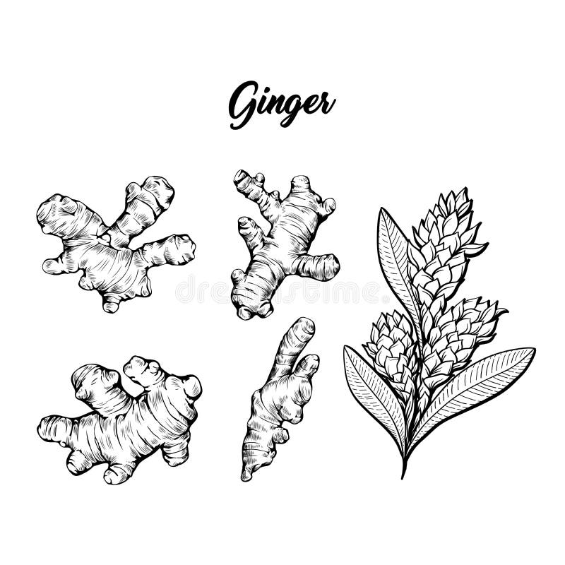 Sistema de floración de las especias de la planta y ginger's flower's. Ejemplo de vectores botánico