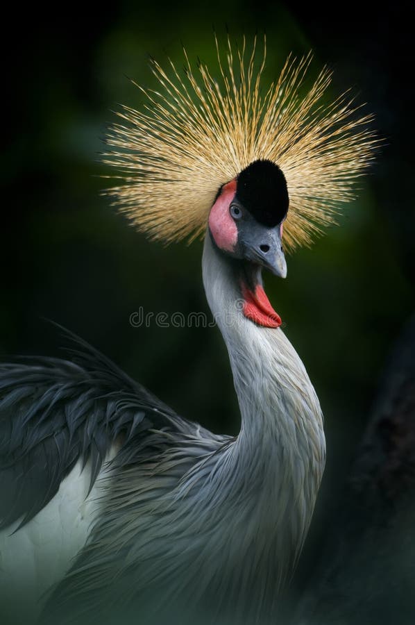 Jenjang Mahkota ist der gekrönte Kranich, der Vogel Ugandas Afrika lizenzfreies stockfoto Jenjang Mahkota ist der gekrönte Kranich, der Vogel Ugandas Afrika lizenzfreies stockfoto