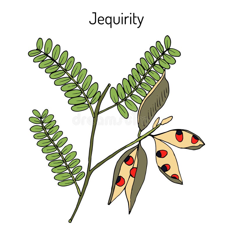jequirity abrus precatorius crab eye creeper rosary pea precatory bean prayer bead red vine country licorice medicinal plant 135678562
