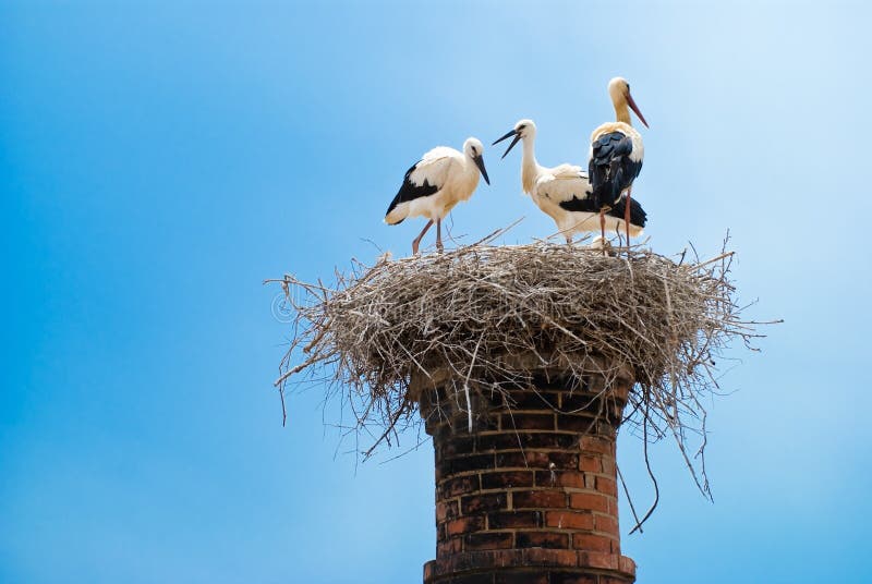 Jerarquía De La Cigüeña En Iglesia De La Iglesia Parroquial O De San