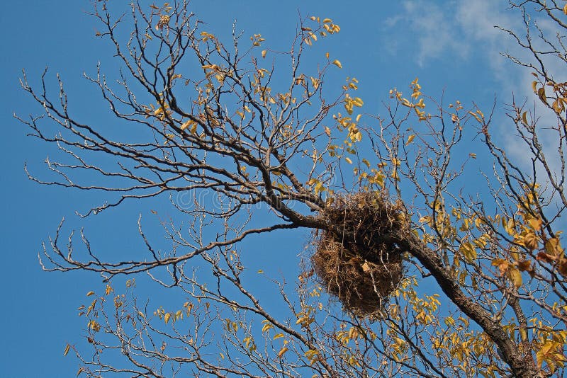 JERARQUÍA GRANDE DEL ` S DEL PÁJARO EN ÁRBOL foto de archivo JERARQUÍA GRANDE DEL ` S DEL PÁJARO EN ÁRBOL foto de archivo
