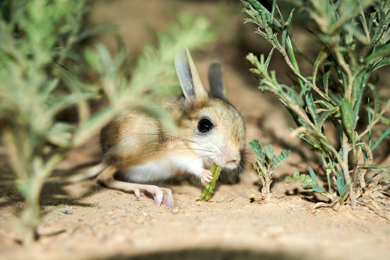 Jerboa / Jaculus. the Jerboa are a Steppe Animal and Lead a Nocturnal Life. Stock Image - Image of small, jerboa: 102747887 Jerboa / Jaculus. the Jerboa are a Steppe Animal and Lead a Nocturnal Life. Stock Image - Image of small, jerboa: 102747887