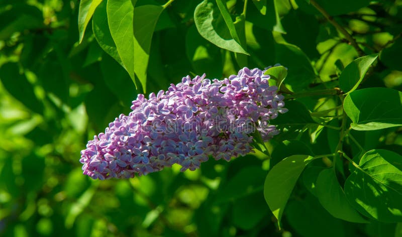 Demostrar Problema Insignia Jeringa Lilac De Especies De Plantas Leñosas En Flor En La Familia De  Olivos Nativos De Bosques Y Matorral Desde El Sureste De Eur Imagen de  archivo - Imagen de lila, violeta: