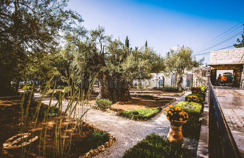 JEROZOLIMA, ISRAEL-OCTOBER 5, 2017: Ogród Gethsemane na górze oliwki w Jerozolima, Izrael fotografia royalty free JEROZOLIMA, ISRAEL-OCTOBER 5, 2017: Ogród Gethsemane na górze oliwki w Jerozolima, Izrael fotografia royalty free