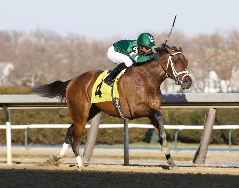 Jerry the Nipper by Liam`s Map winning easily with jockey Jose Lezcano, as he drives towards the finish line. This beautiful bay colt by Liam`s Map, is wearing a yellow number 4 saddlecloth as his tail flies through the wind at historic Aqueduct Racetrack.
Fleetphoto

Fleetphoto. Jerry the Nipper by Liam`s Map winning easily with jockey Jose Lezcano, as he drives towards the finish line. This beautiful bay colt by Liam`s Map, is wearing a yellow number 4 saddlecloth as his tail flies through the wind at historic Aqueduct Racetrack.
Fleetphoto

Fleetphoto