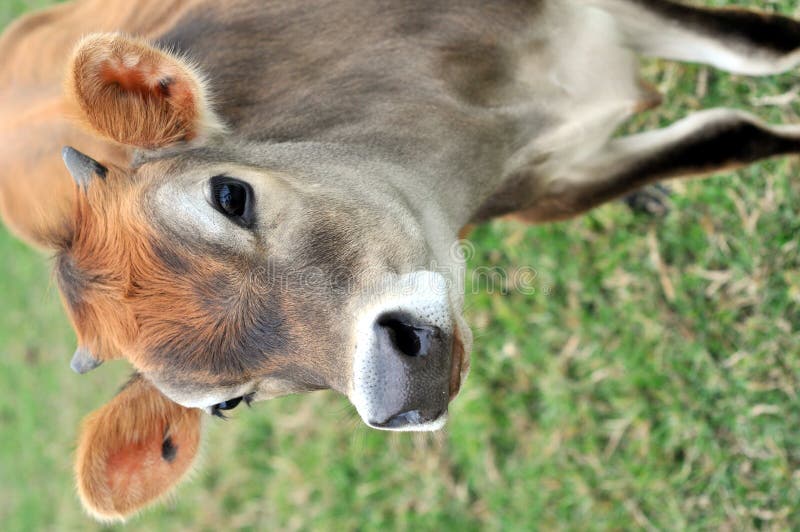 Jersey calf