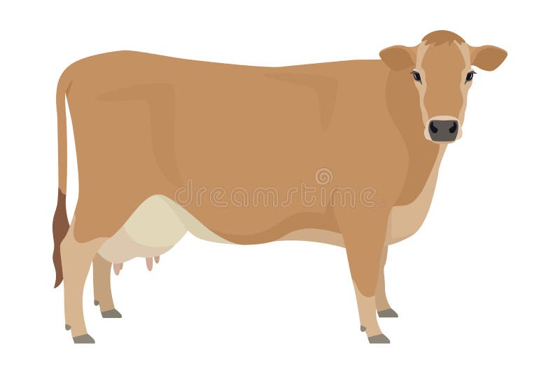 Jersey Cattle Stock Illustrations – 159 