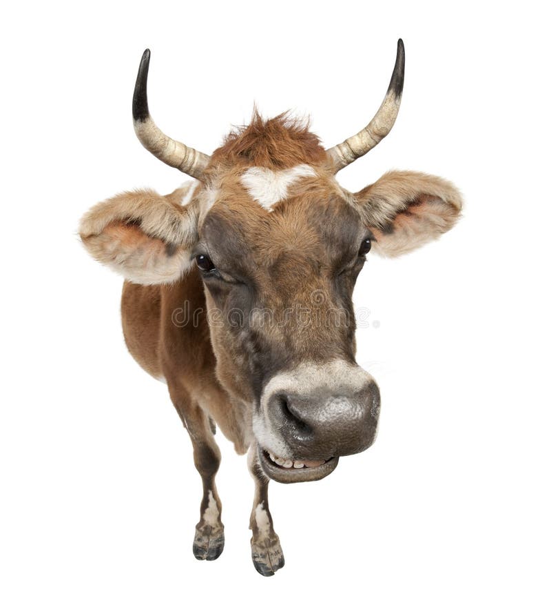 Jersey cow (10 years old) stock photography