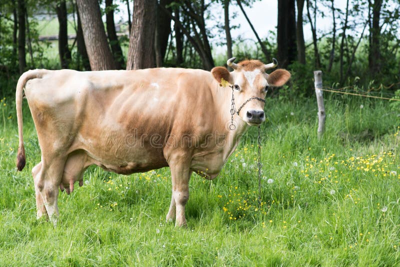 Jersey Cow Eating Grass on a Meadow during Spring Stock Photo Image of happy, jersey 149263854