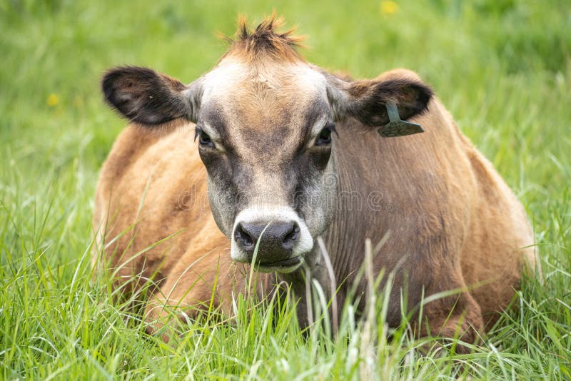 Jersey Cow in Meadow Looks at Camera Stock Photo Image of look