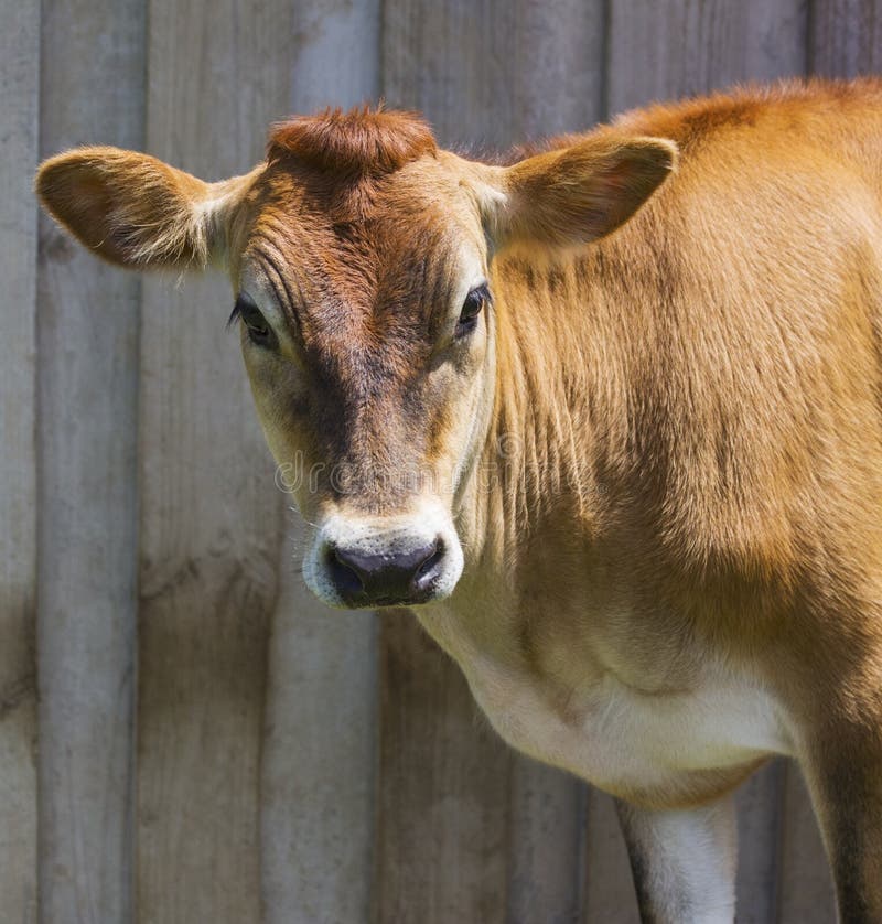 Jersey Cow in Front of Wooden Background Stock Image Image of wall