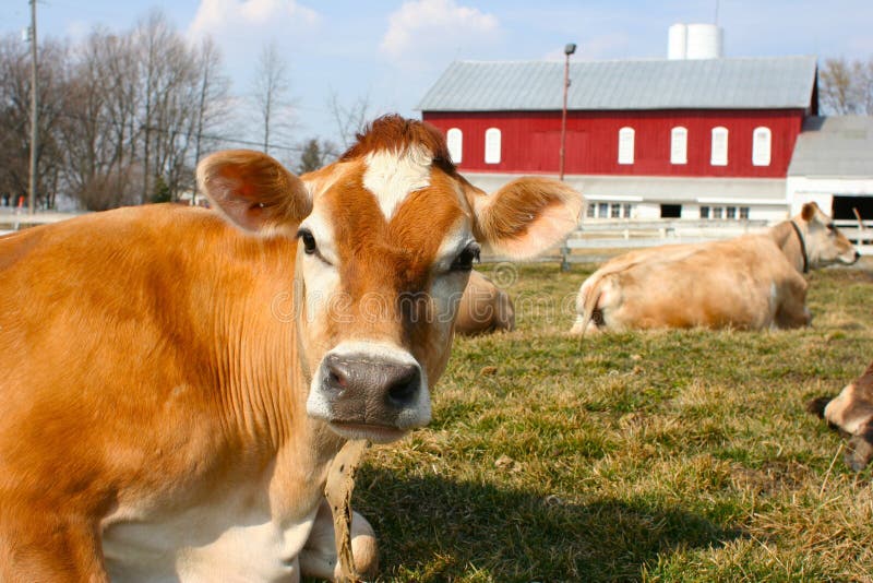 Jersey cow in a pasture