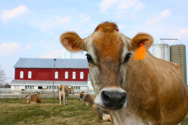 Jersey cow in a pasture