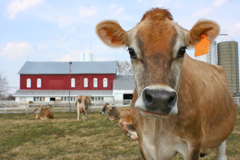 Jersey cow in a pasture