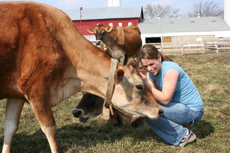 Jersey cow in a pasture