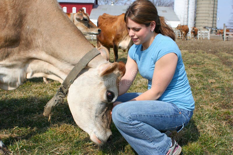 Jersey cow in a pasture