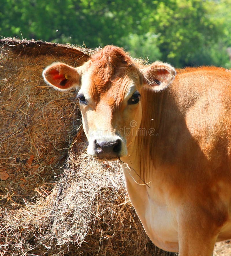 2,755 Jersey Cow Photos - Free & Royalty-Free Stock Photos from Dreamstime