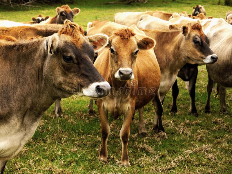 Jersey Cows Stock Images Download 639 Royalty Free Photos