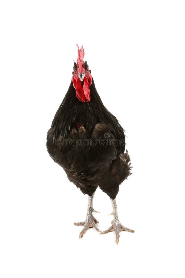 Jersey giant black rooster isolated on white. Jersey giant black rooster isolated on white