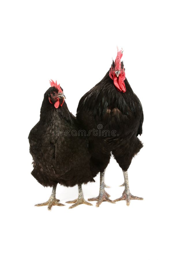 Jersey giant black rooster and hen isolated on white. Jersey giant black rooster and hen isolated on white