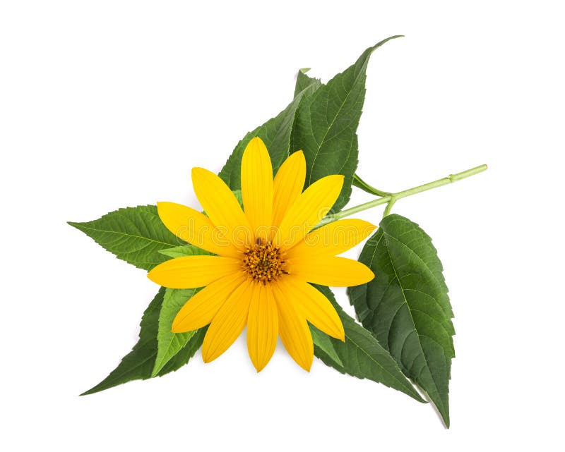 Jerusalem artichoke stock photo. Image of artichoke 144845172