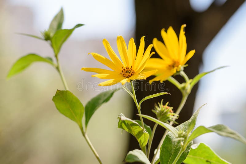 Jerusalem Artichoke Flower stock photo. Image of earth - 76079844