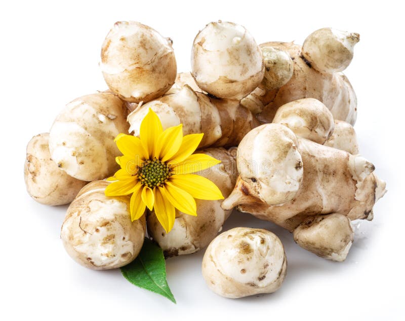 Jerusalem Artichoke Roots with Leaves and Flower of Jerusalem Artichoke