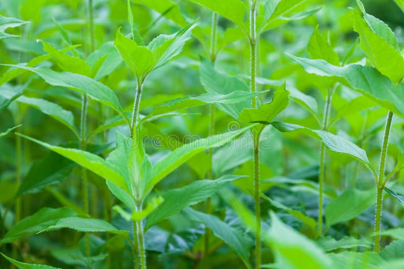 Young Artichoke Plants Grows In A Field Stock Photo Image of flora, outdoor 98060806