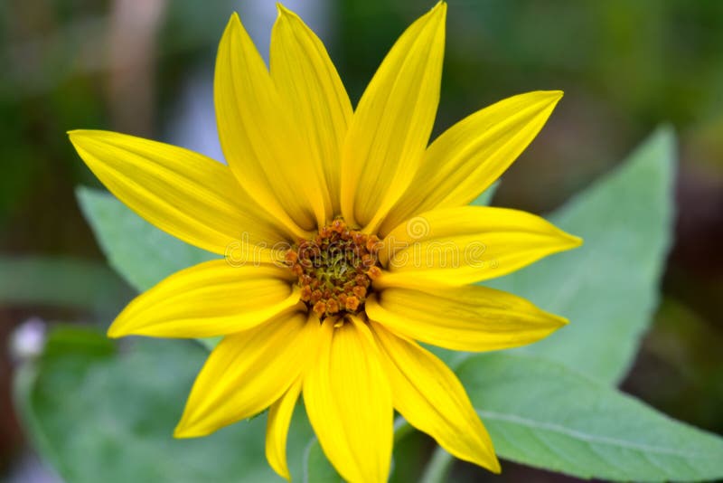 Jerusalem Artichoke Sunflower 02 Stock Photo Image of natural, floral