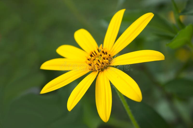 Jerusalem Artichoke. Yellow Flowers Stock Photo Image of blue, cloud