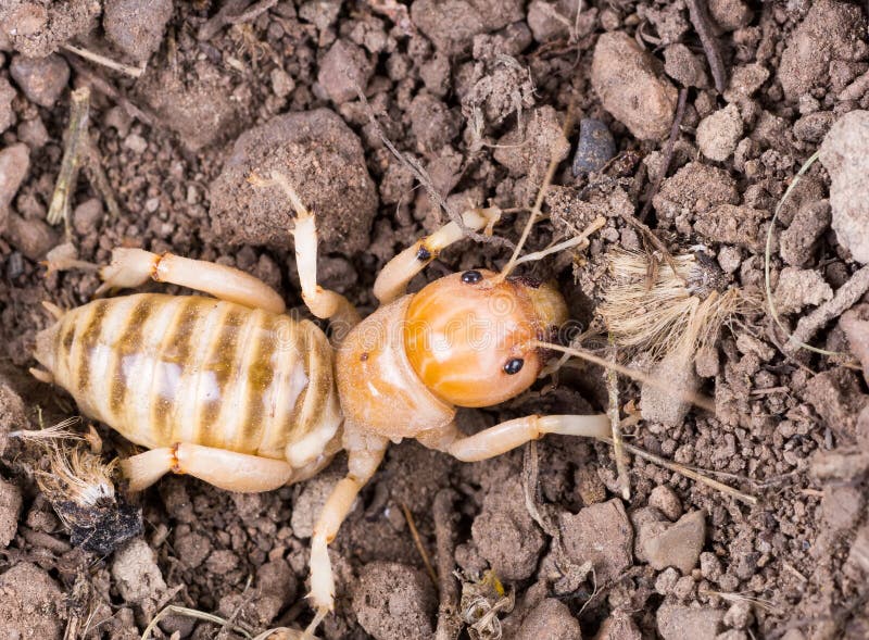 Jerusalem Crickets are a Group of Large, Flightless Insects of T Stock