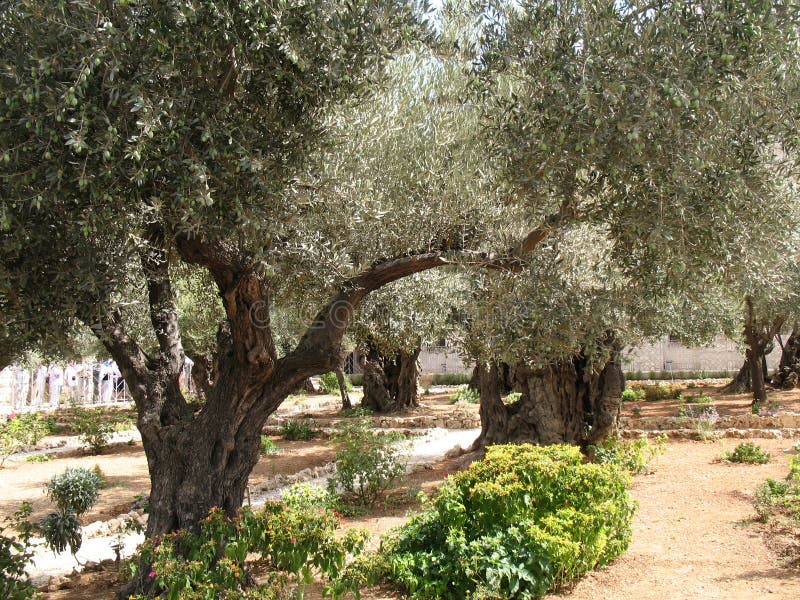 JerusalemGarten Von Gethsemane Stockfoto Bild von erbringen, baum