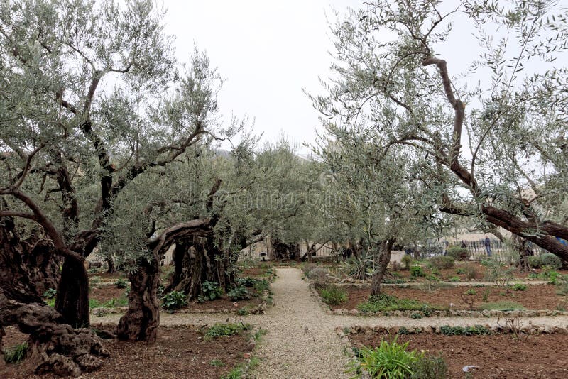 Jerusalem, Israel - 15. Februar 2017 Gethsemane Garten Der Ort von Jesus Christ-` s, das auf der Nacht der Festnahme betet lizenzfreie stockfotos Jerusalem, Israel - 15. Februar 2017 Gethsemane Garten Der Ort von Jesus Christ-` s, das auf der Nacht der Festnahme betet lizenzfreie stockfotos