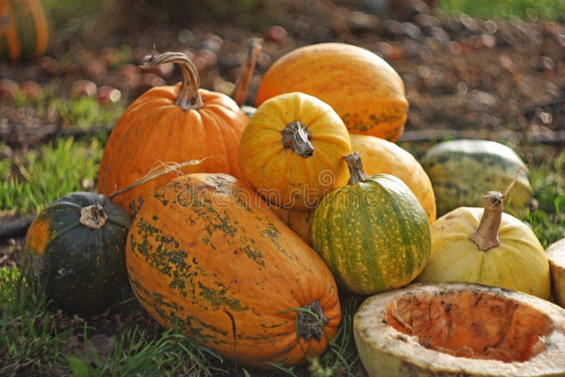 Jesieni Halloween banie na rozmytym tle obrazy stock Jesieni Halloween banie na rozmytym tle obrazy stock