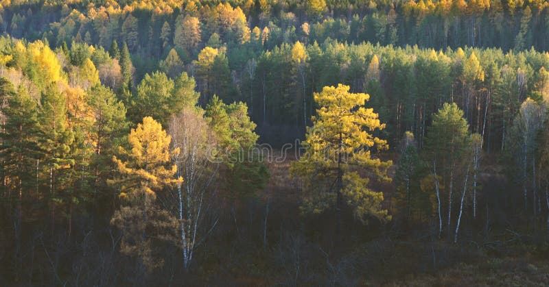 Jesieni krajobrazowa panorama sceniczny las fotografia royalty free Jesieni krajobrazowa panorama sceniczny las fotografia royalty free