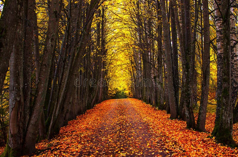Jesieni parkowa aleja Jaskrawi jesieni drzewa i pomarańczowi jesień liście