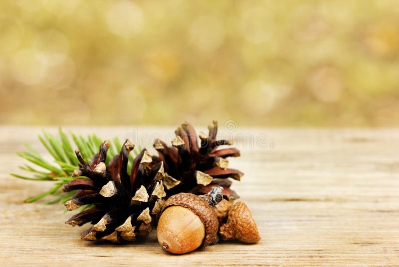 Jesieni tło z sosna rożkami i dębowymi acorns na drewnianej desce przeciw bokeh tłu obraz royalty free Jesieni tło z sosna rożkami i dębowymi acorns na drewnianej desce przeciw bokeh tłu obraz royalty free