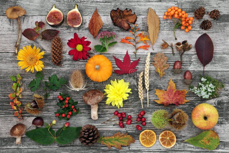 Jesienią badania przyrodnicze na florze i faunie spożywczej