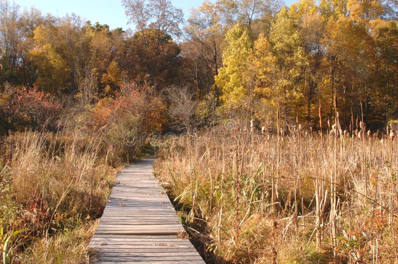 Jesienią bagna rampy dzikiej przyrody