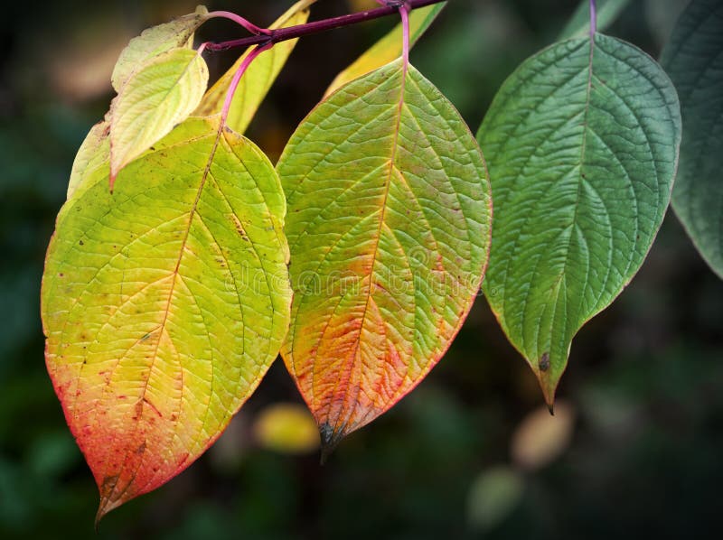 jesienią tło łatwo redaguje obraz charakter wektora Jaskrawi kolorowi liście, makro- fotografii wi
