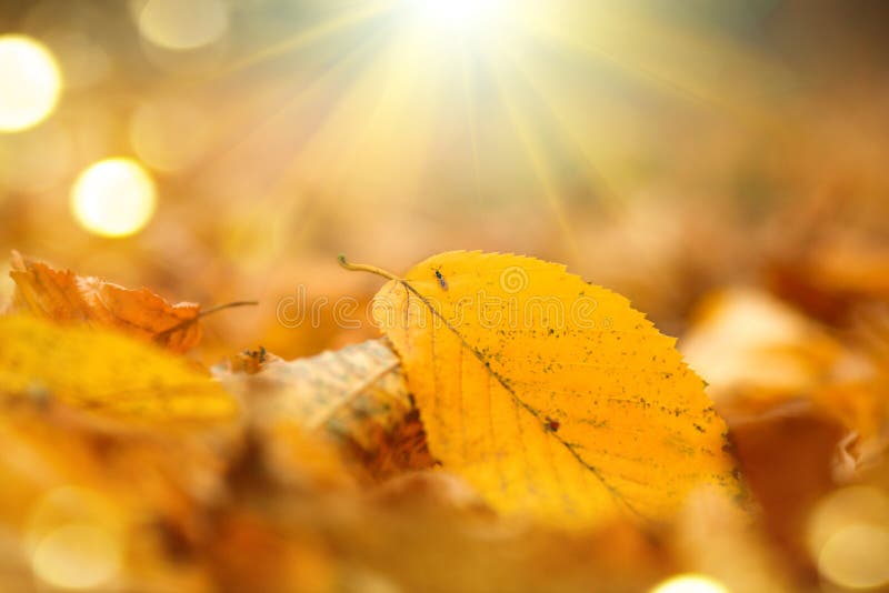 jesienią tło łatwo redaguje obraz charakter wektora Spadku abstrakcjonistyczny jesienny tło