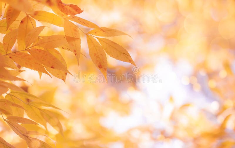 Jesienne tło z czerwonymi pomarańczowymi żółtymi liśćmi i złotymi światłami słonecznymi naturalny bokeh. upadek krajobrazu przyrod zdjęcie stock