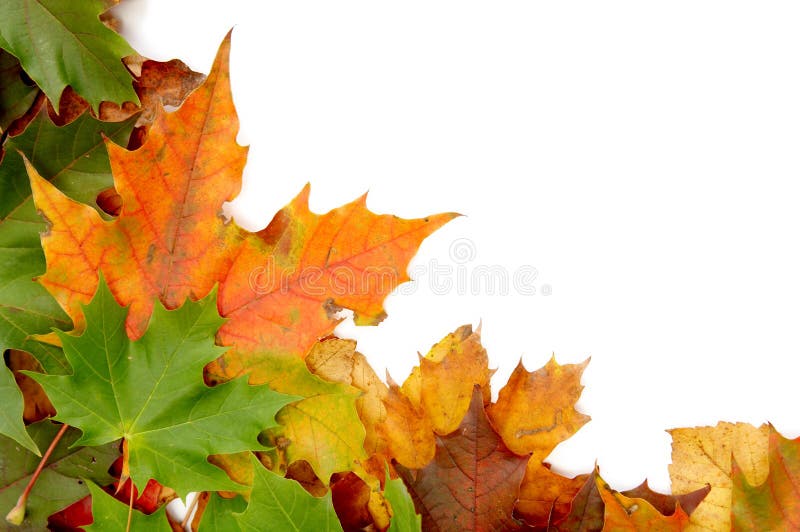 Jesienni liście kolor