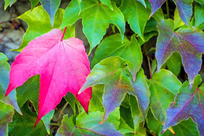 Jesienni malujący liście