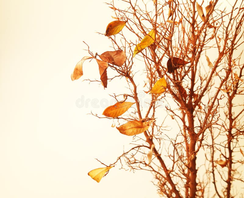 Jesienny gałęziasty drzewo