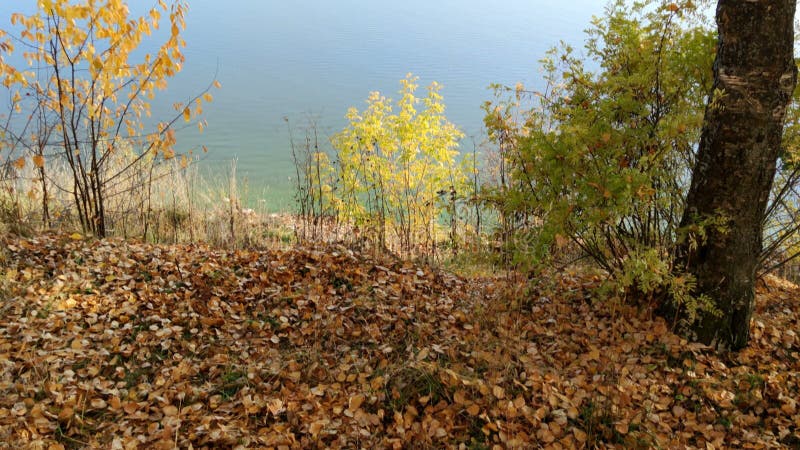 Jesienny krajobraz na brzegu rzeki