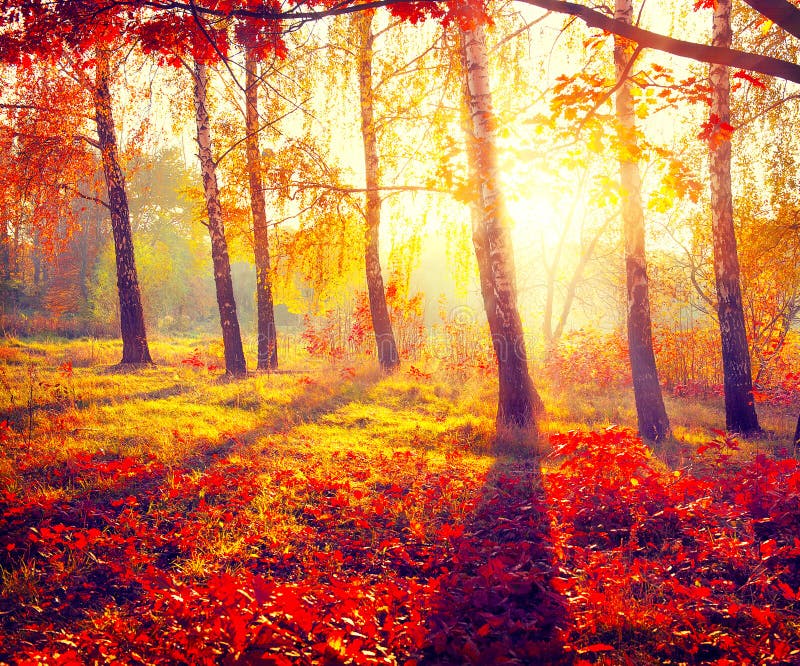 jesienny park jesień brzoz liść łąkowi pomarańczowi drzewa