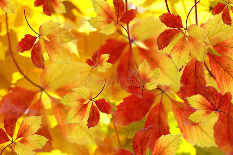 Autumn maple leaves on the background. Autumn maple leaves on the background
