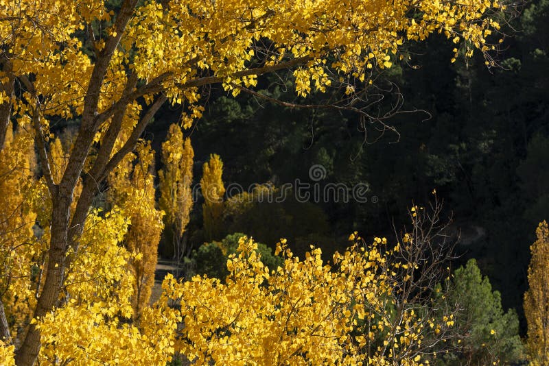 Jesień barwi, Rio Mundo źródło, Naturalny park Los Calares Del rÃo Mundo y De Los angeles Sima, sierra de Alcaraz y del Segura fotografia stock Jesień barwi, Rio Mundo źródło, Naturalny park Los Calares Del rÃo Mundo y De Los angeles Sima, sierra de Alcaraz y del Segura fotografia stock